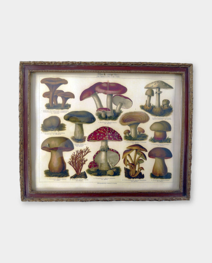 Vintage Wall Decoration Scientific Graphic Mushrooms Atlas