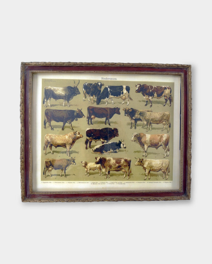 Vintage Wall Decoration Scientific Graphic Cattle Atlas